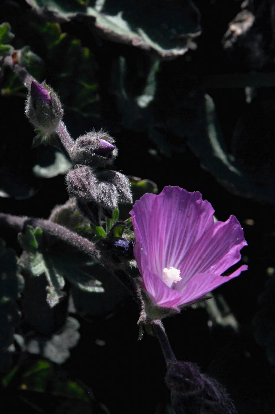 Santa Rosa Island Trip