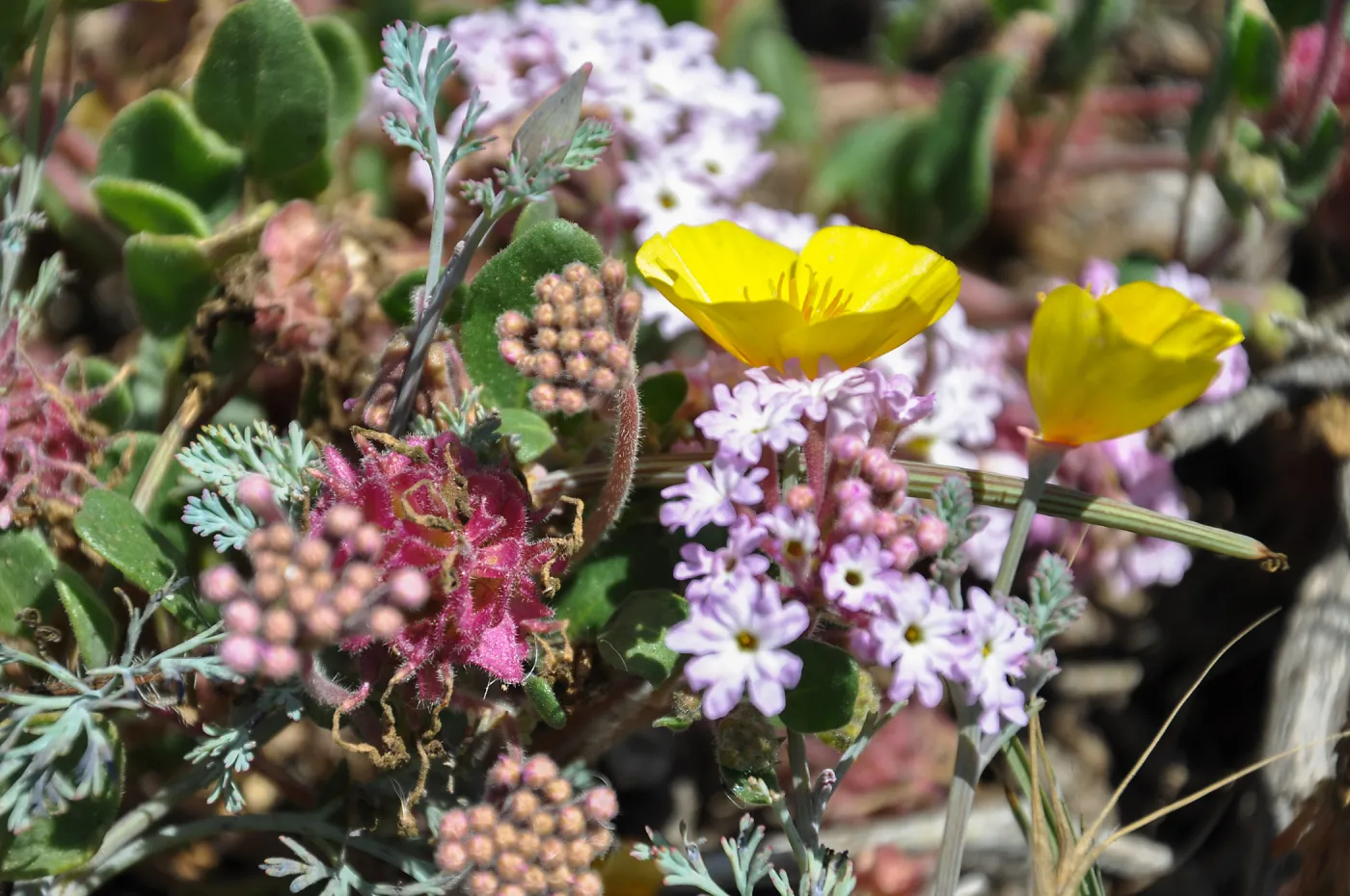 Santa Rosa Island Trip, Wildflowers