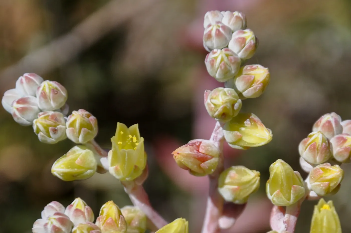 Santa Rosa Island Trip, Greene's Dudleya (Dudleya Greenei)