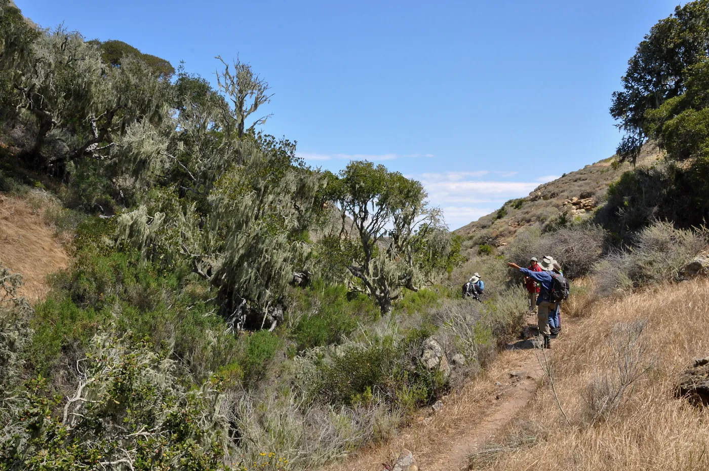 Santa Rosa Island Trip, Steve Junak points out lichen to group in Lobo Canyon