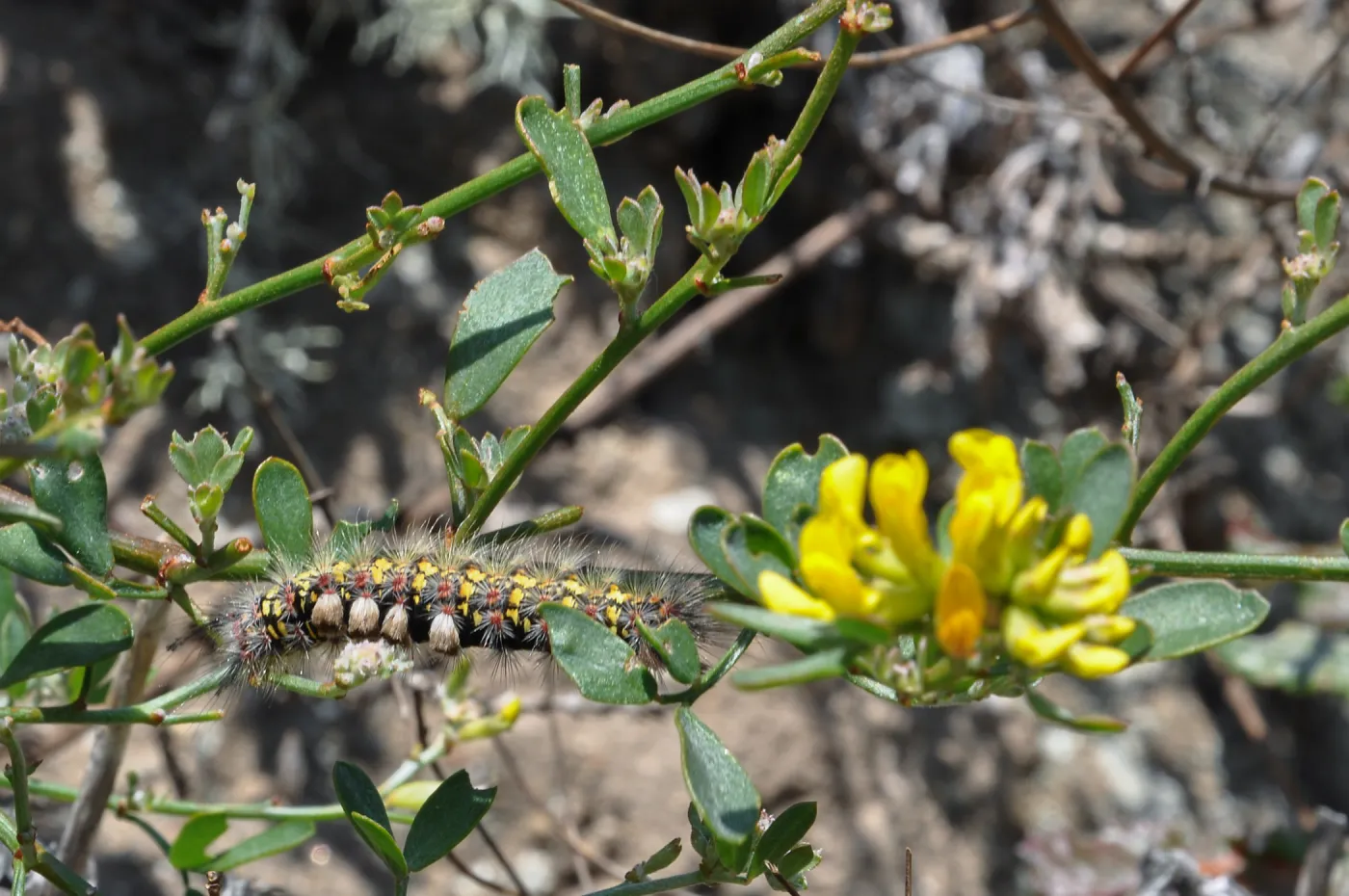 Santa Rosa Island Trip, caterpillar
