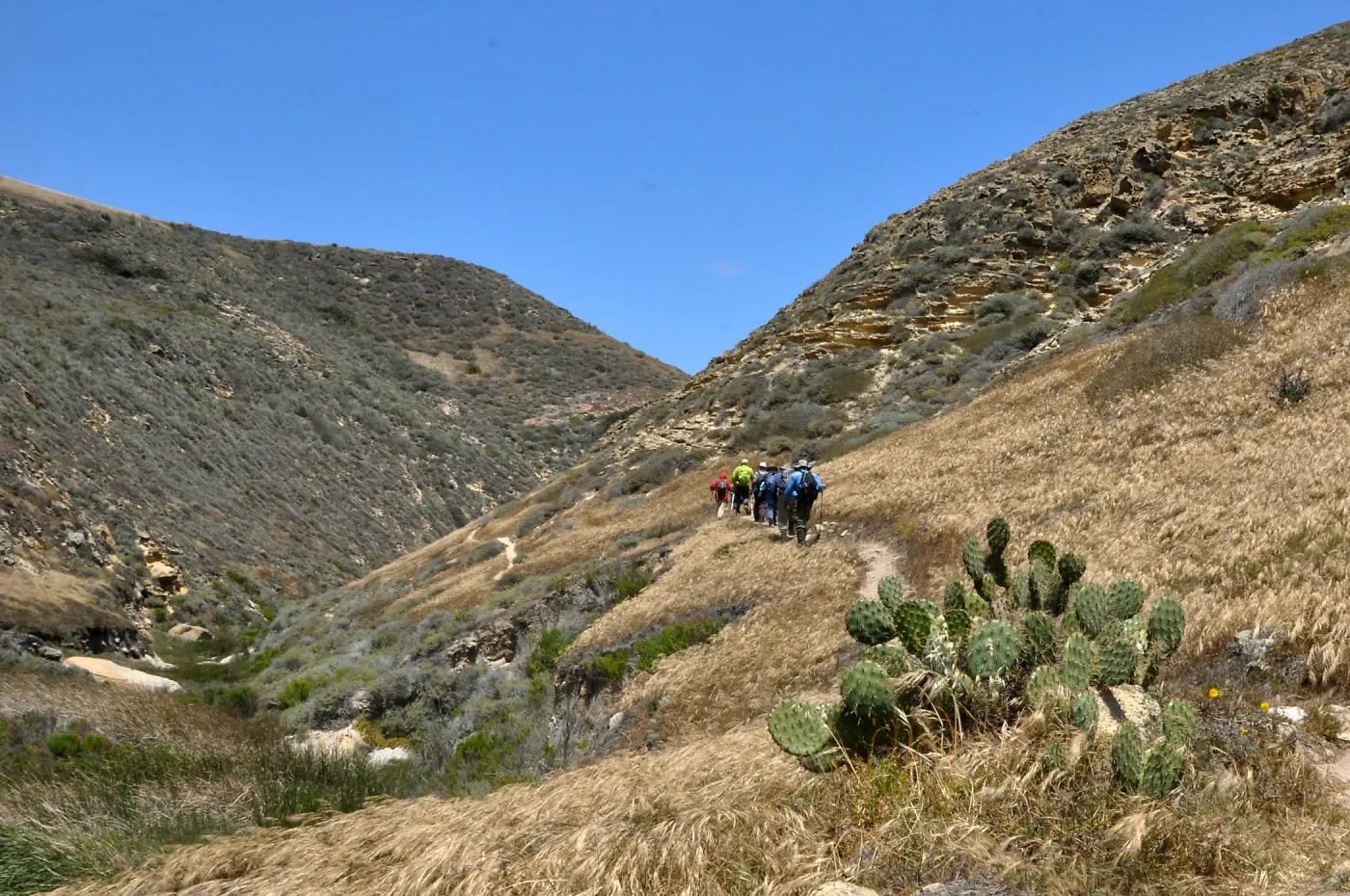 Santa Rosa Island Trip, group hiking in Lobo Canyon (Prickly-pear)