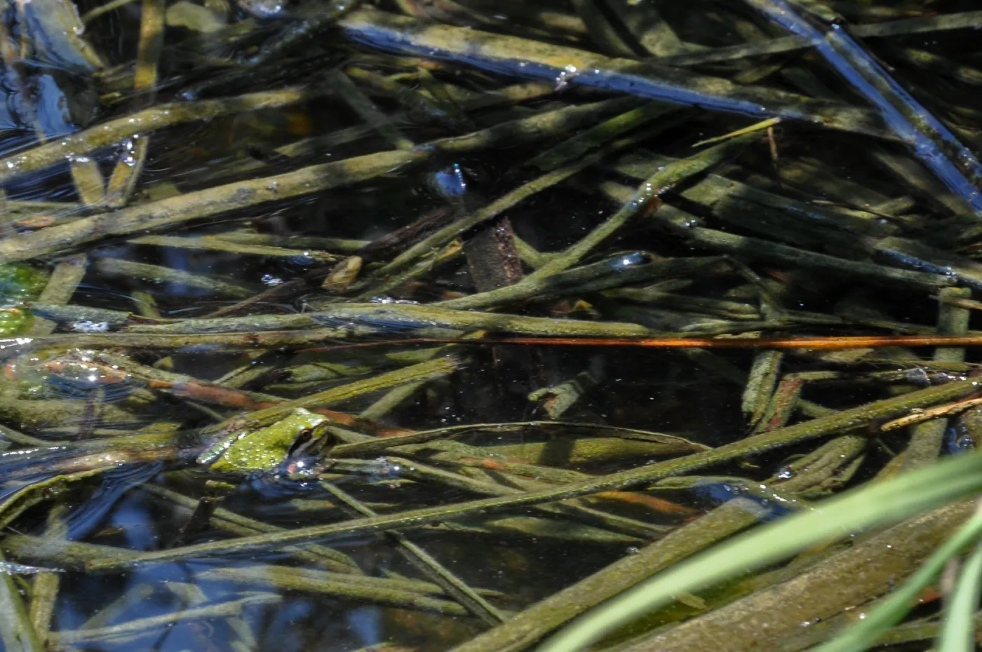Santa Rosa Island Trip, frog in reeds at Lobo Canyon