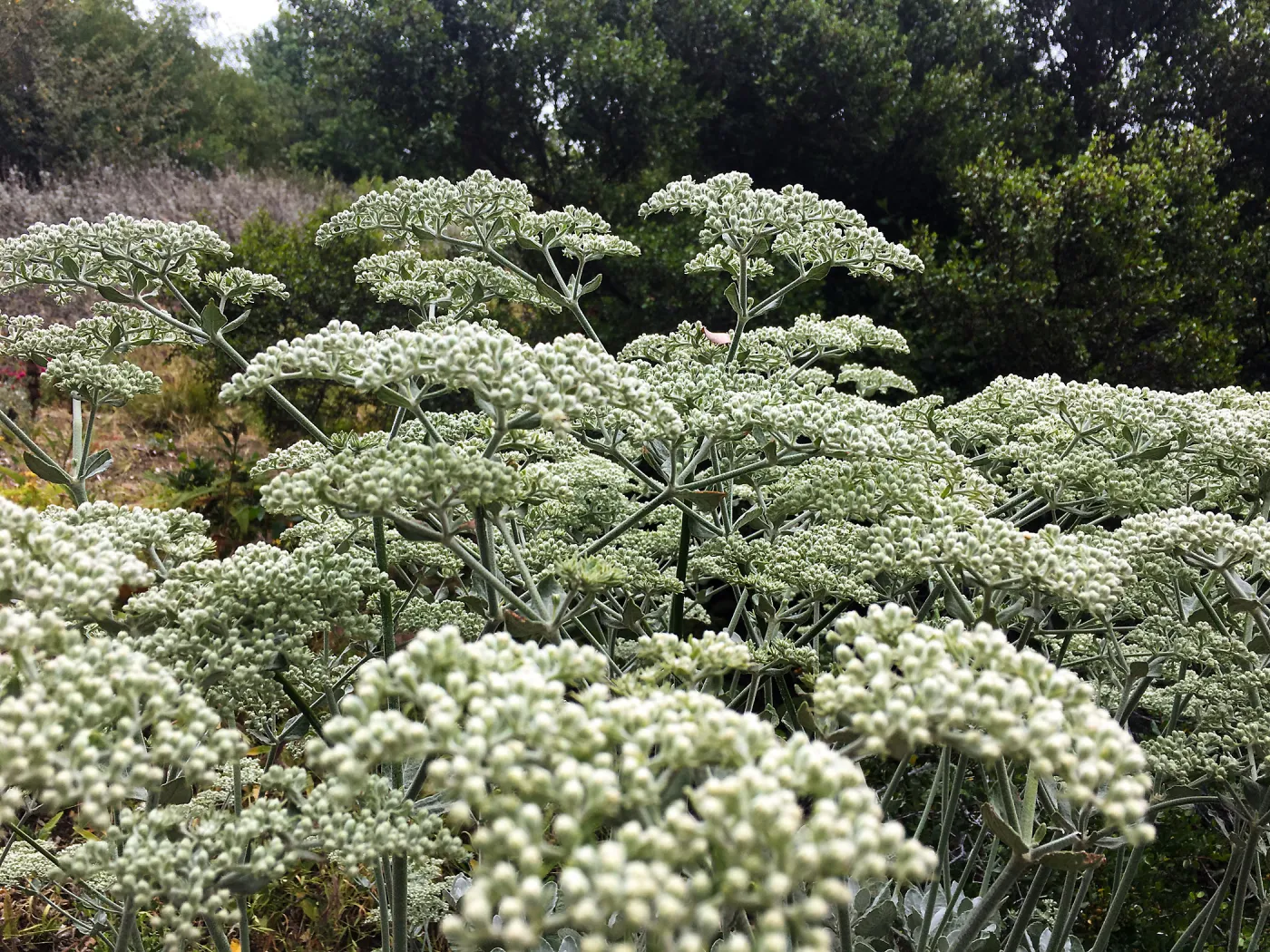 Eriogonum (wild buckwheat) i