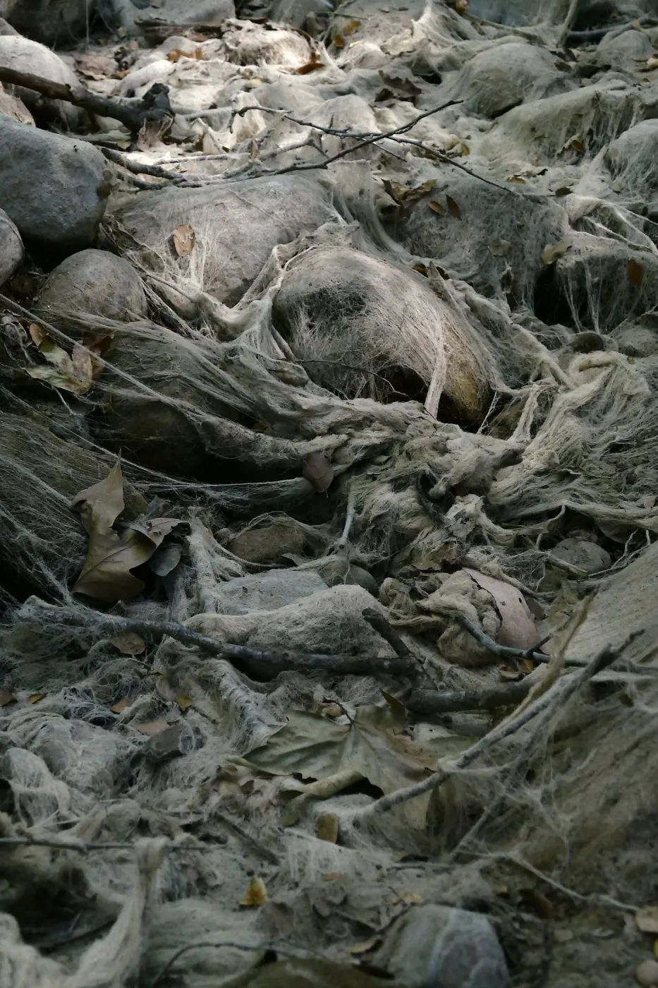 Ghost creek, lower creek crossing