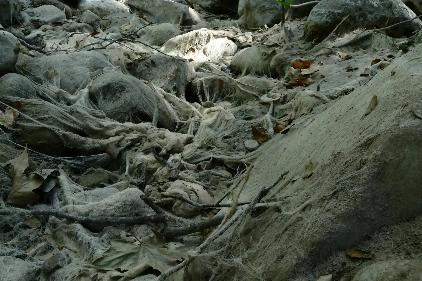 Ghost creek, lower creek crossing