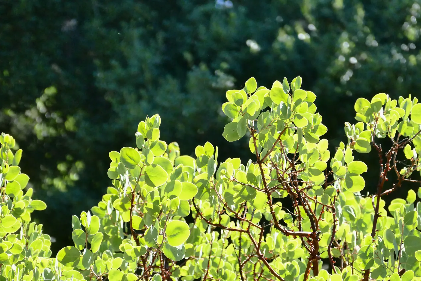 Arctostaphylos glauca in Manzanita Section