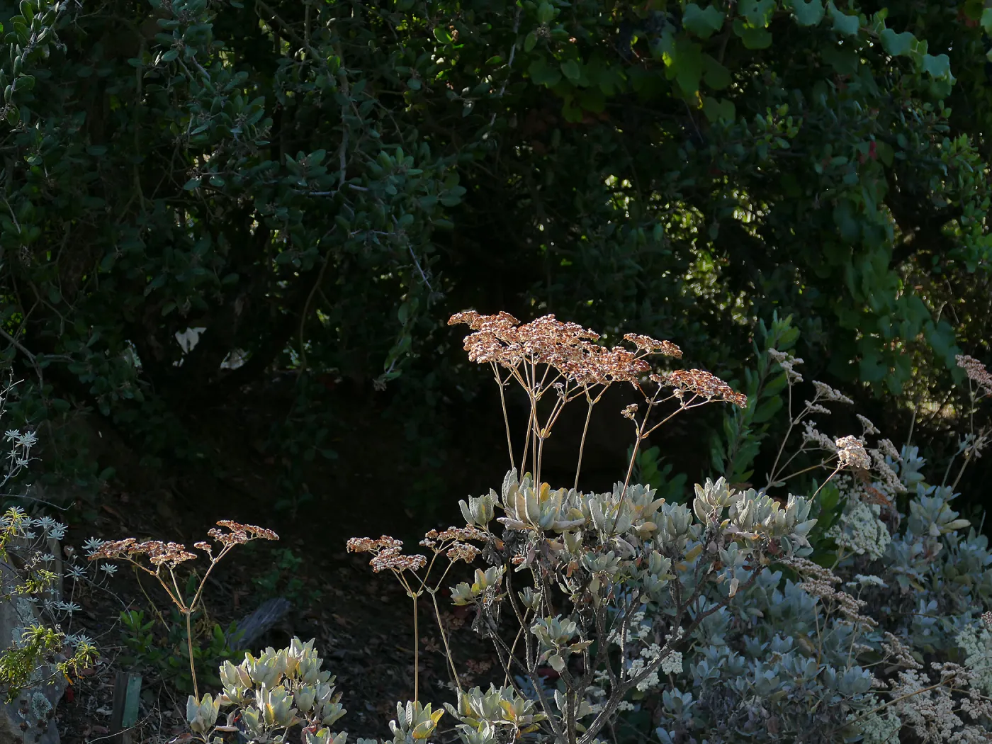 Island Buckwheat near bike rack in parking lot