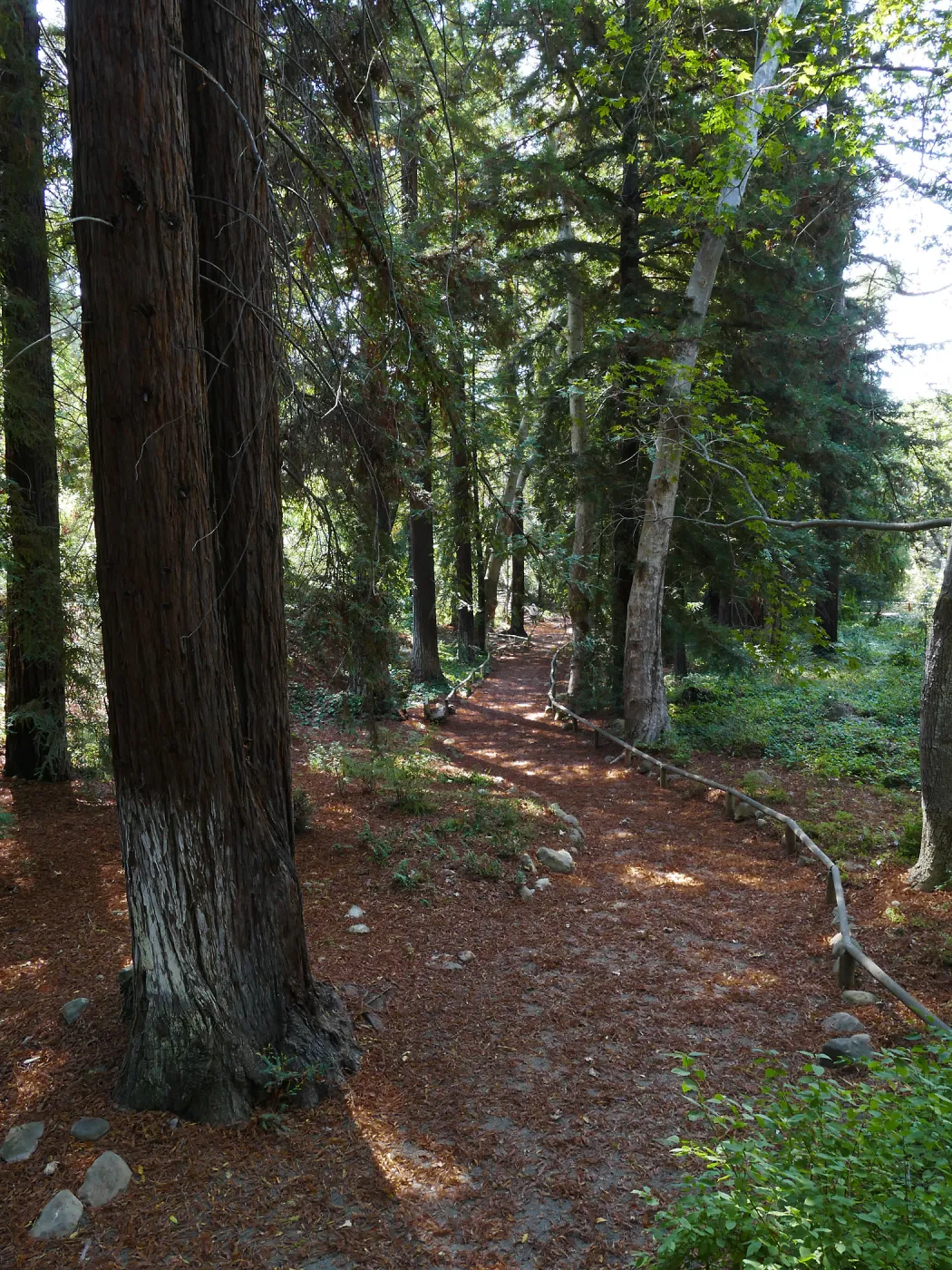 Carpet of redwood leaves