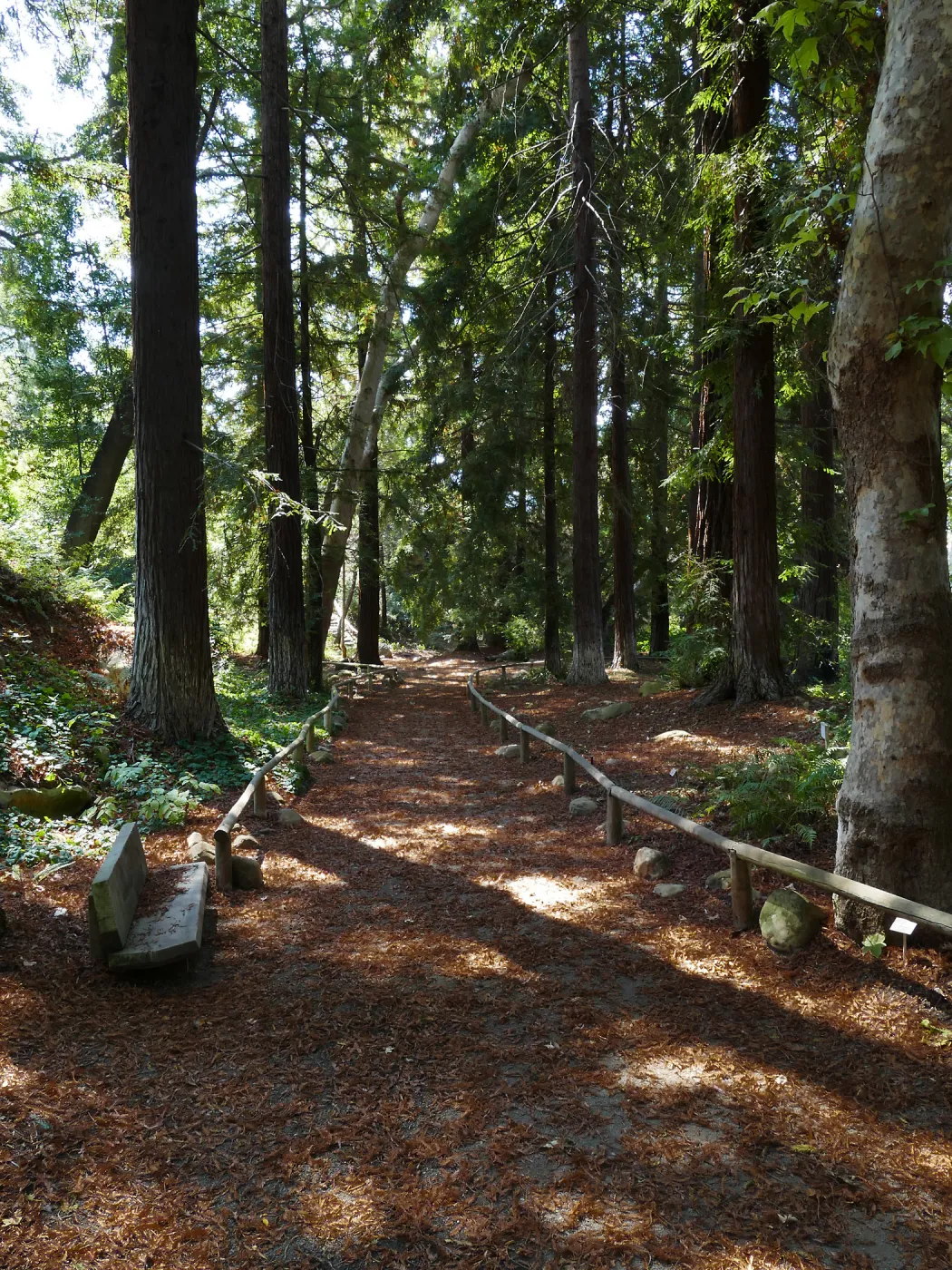 Carpet of redwood leaves