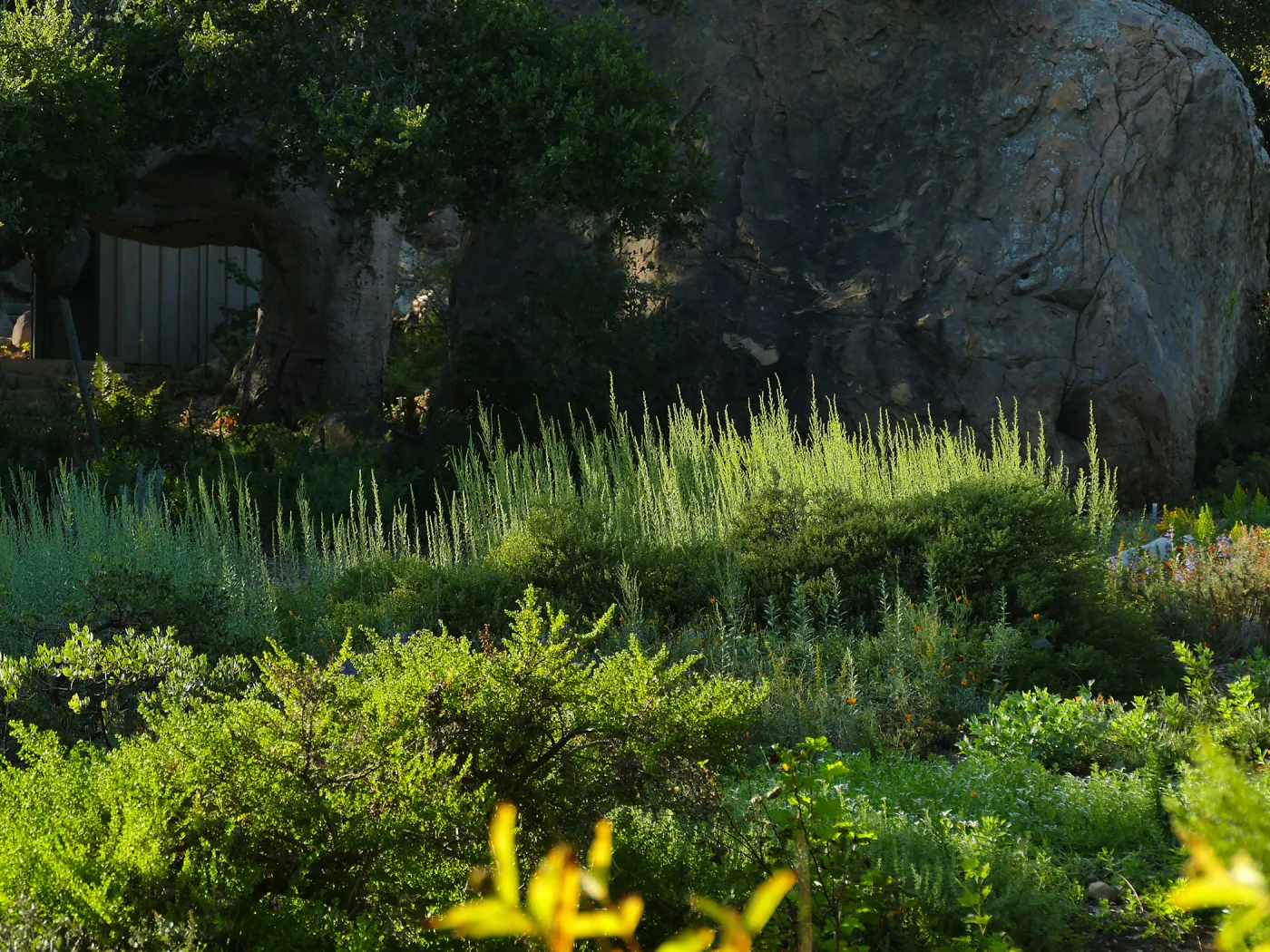 California Goldenrod