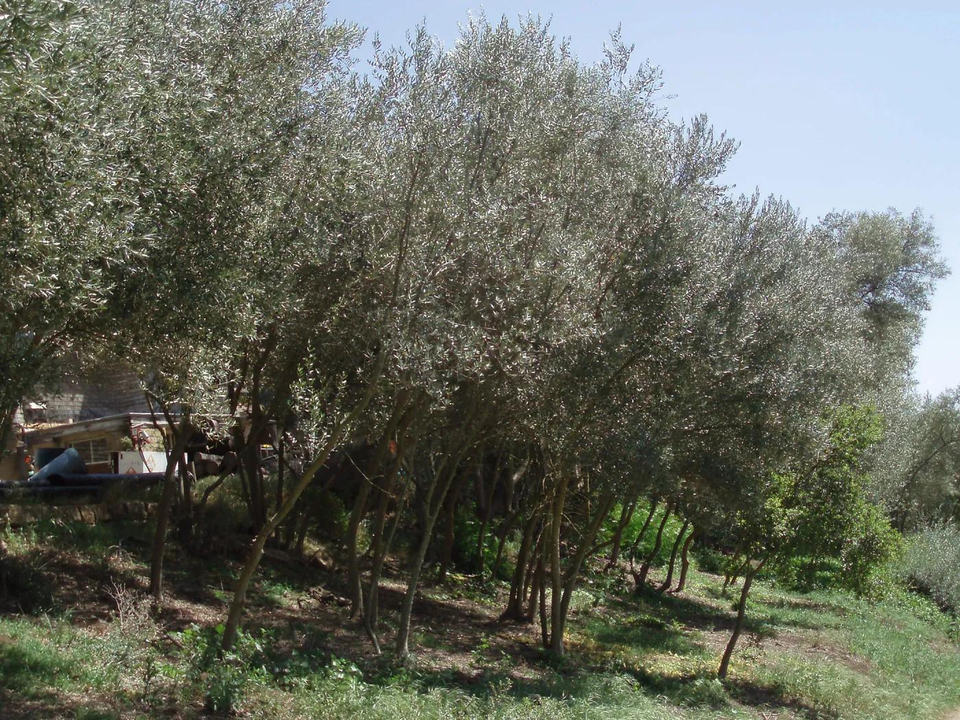 Olive trees at west side of Gane house