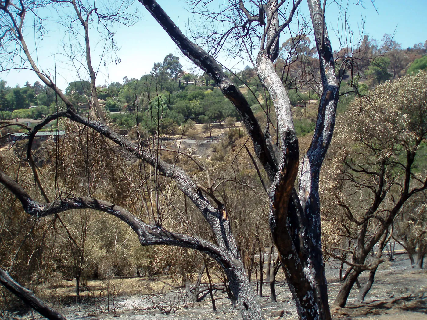 Gane House site after Jesusita fire