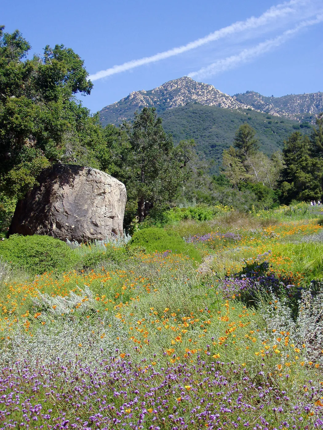 Meadow, Blaksley Boulder, Arlington Peak