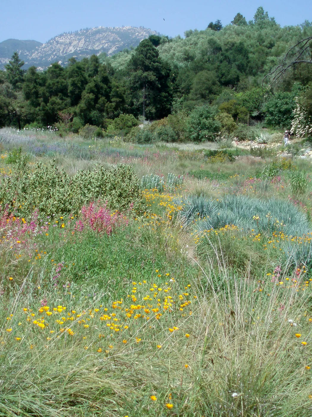 Meadow