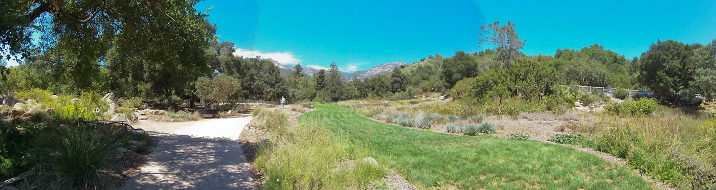 Meadow