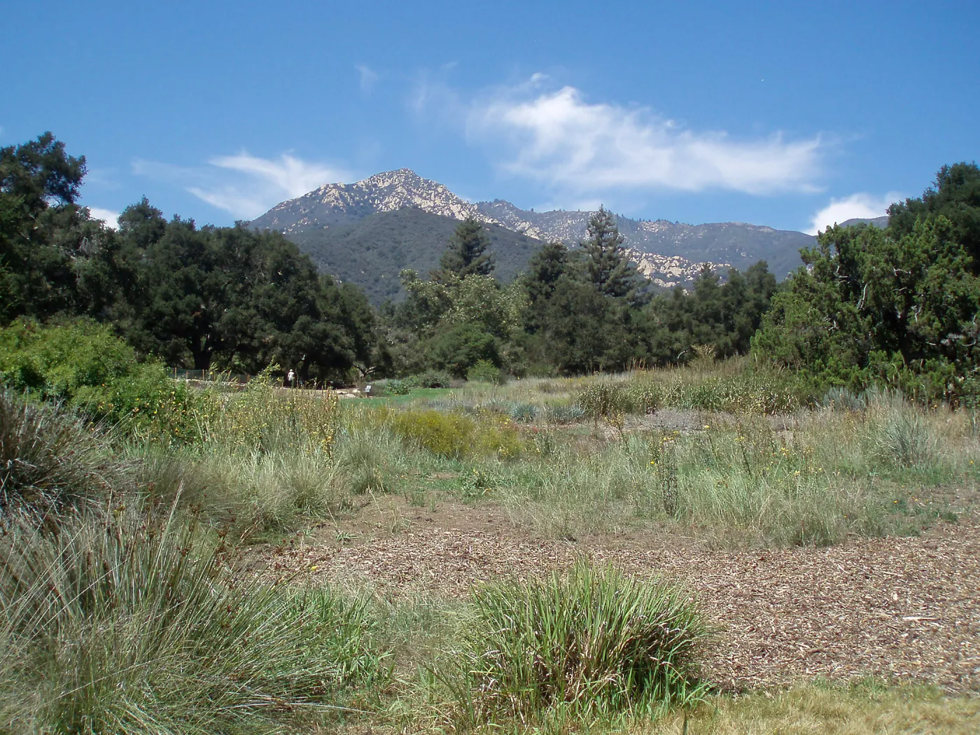 Meadow