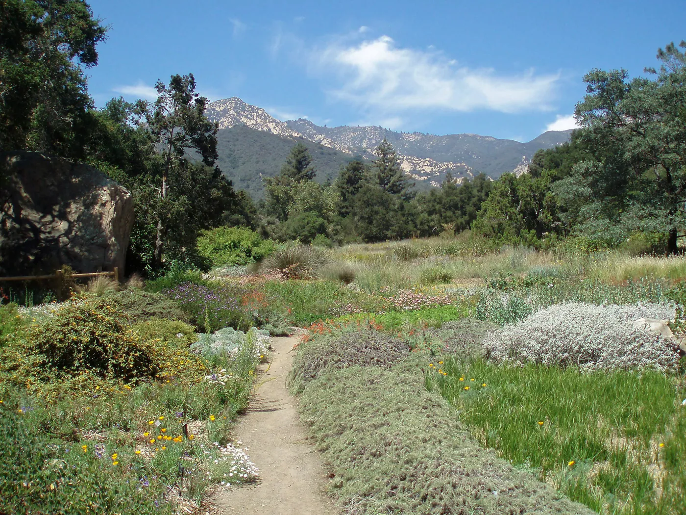 Meadow