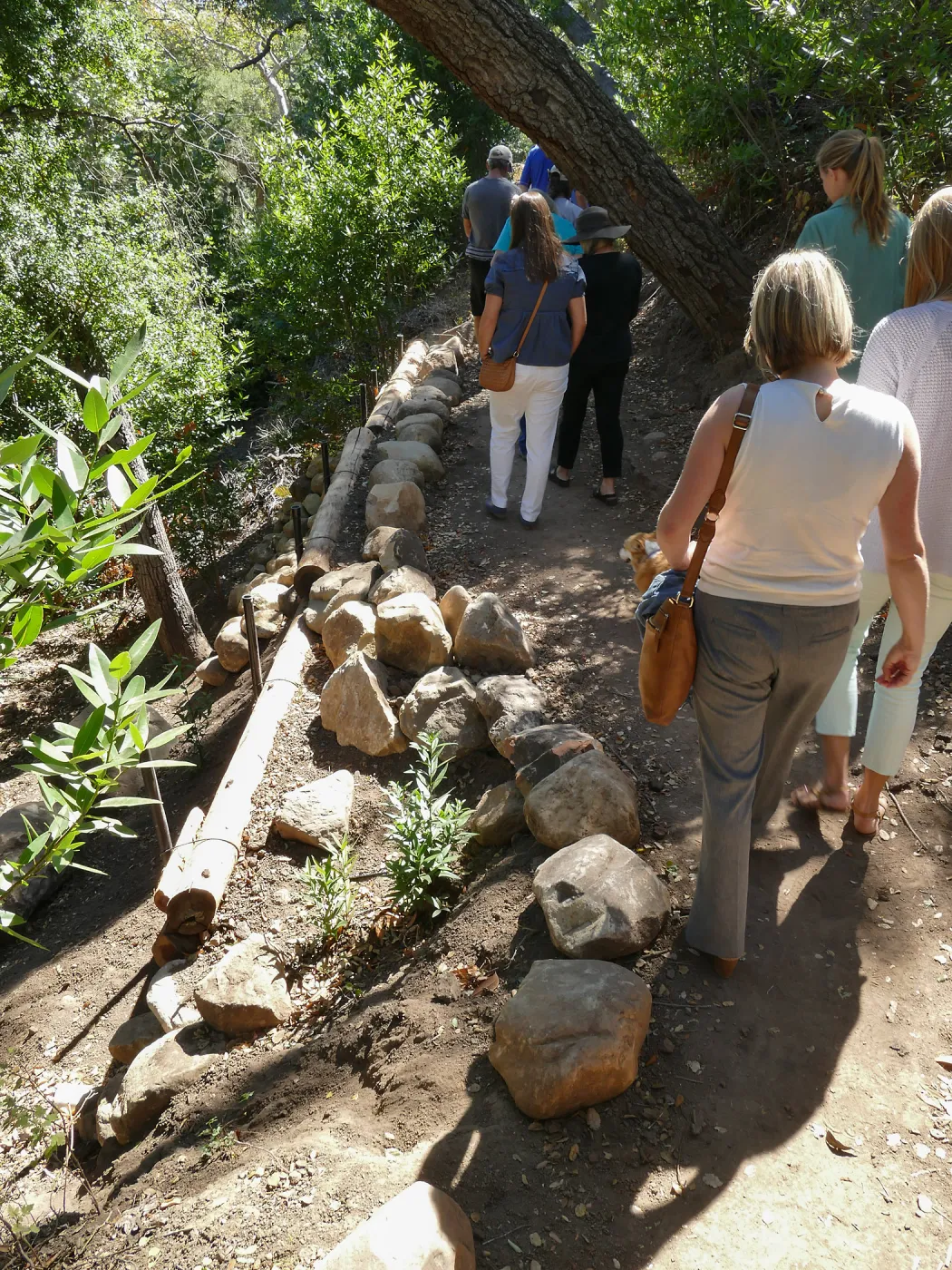 Tour of Pritchett Trail renovations, trail widening and reenforcement at leaning tree