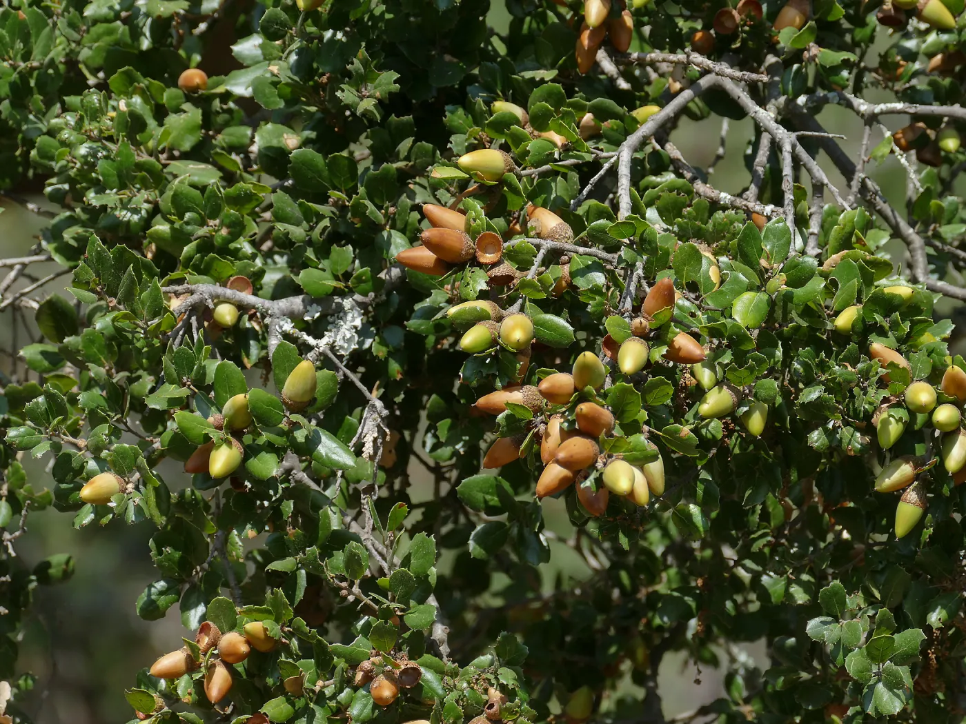 Coast live oak acorns on tree