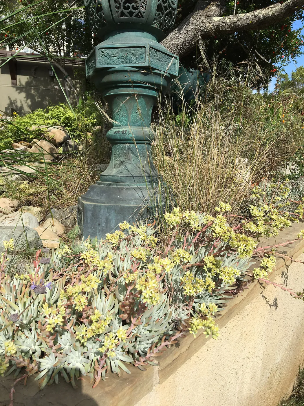 Dudleya hassei at Peter Schuyler's garden
