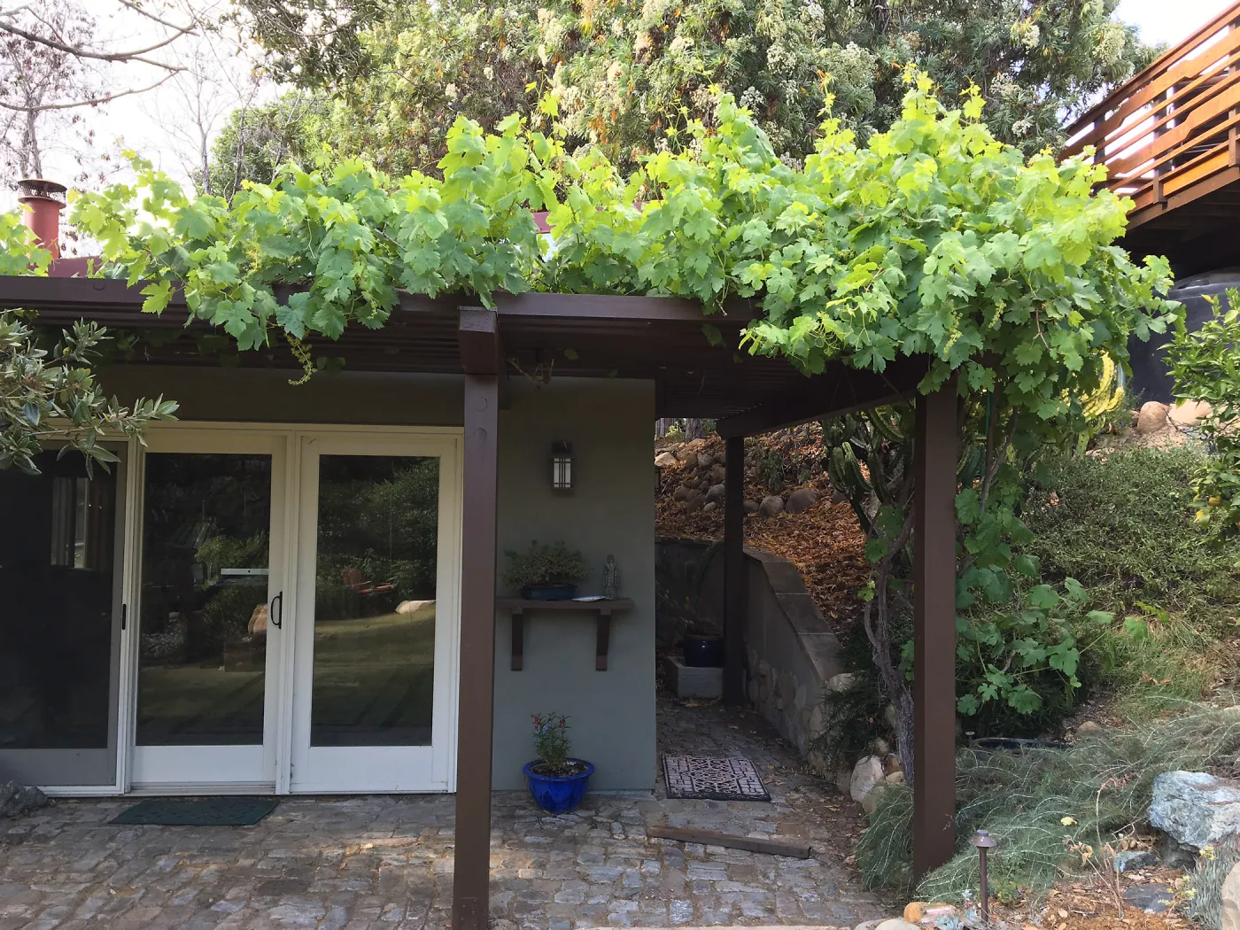 Native grape at Peter Schuyler's garden