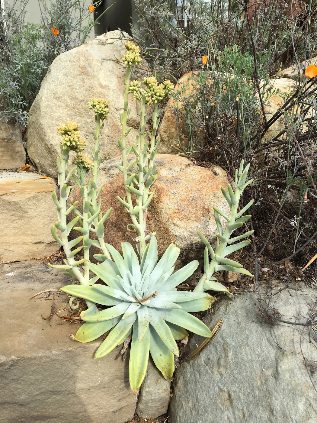 Dudleya traskiae at Schuyler's garden