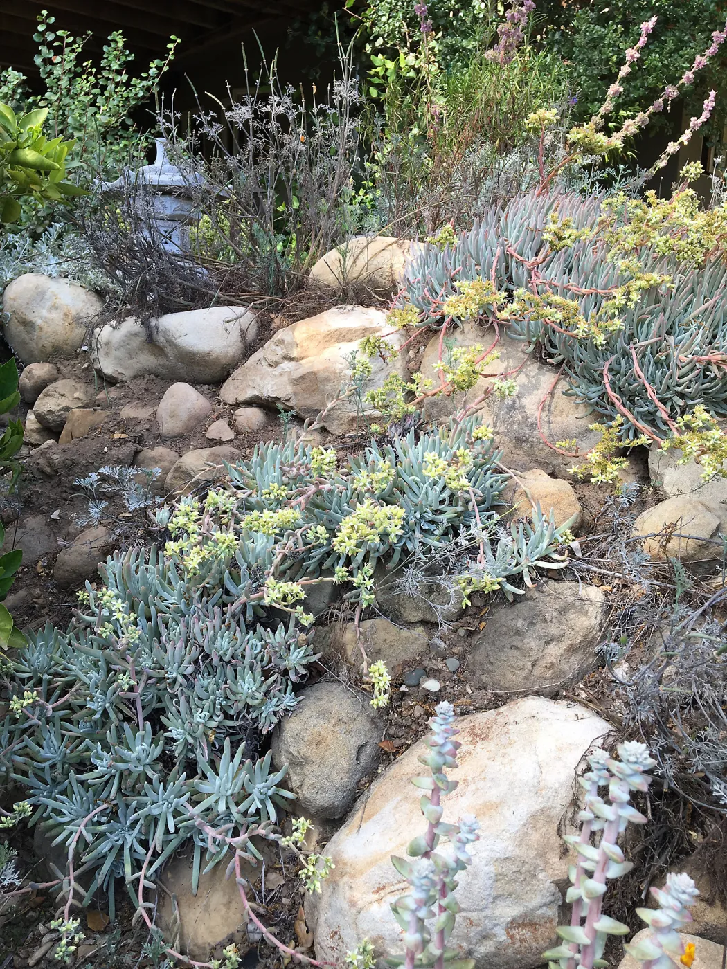 Dudleya hassei at Peter Schuyler's garden