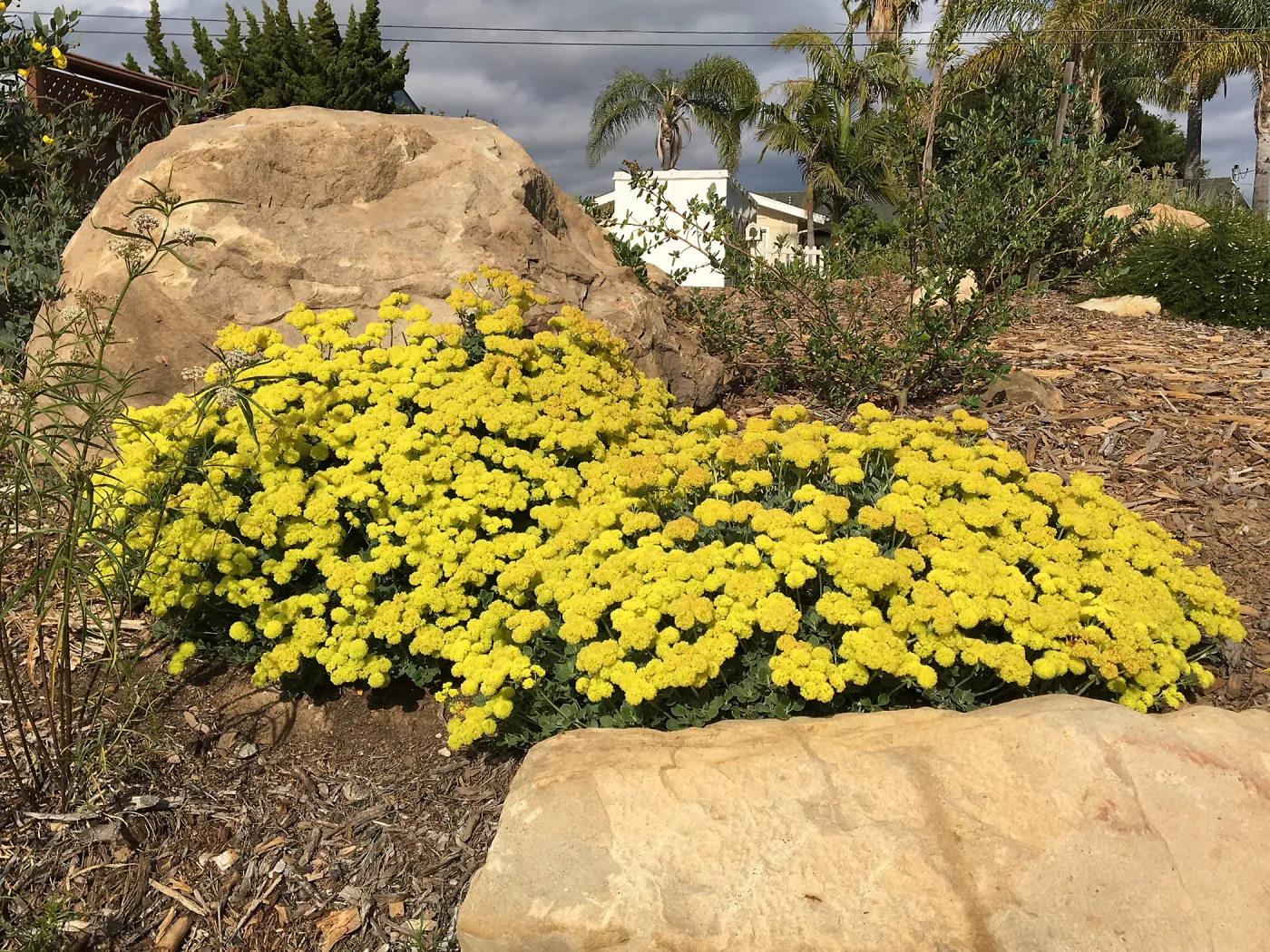 Eriogonum â€˜Shasta Sulphur' at Peter Schuyler's garden