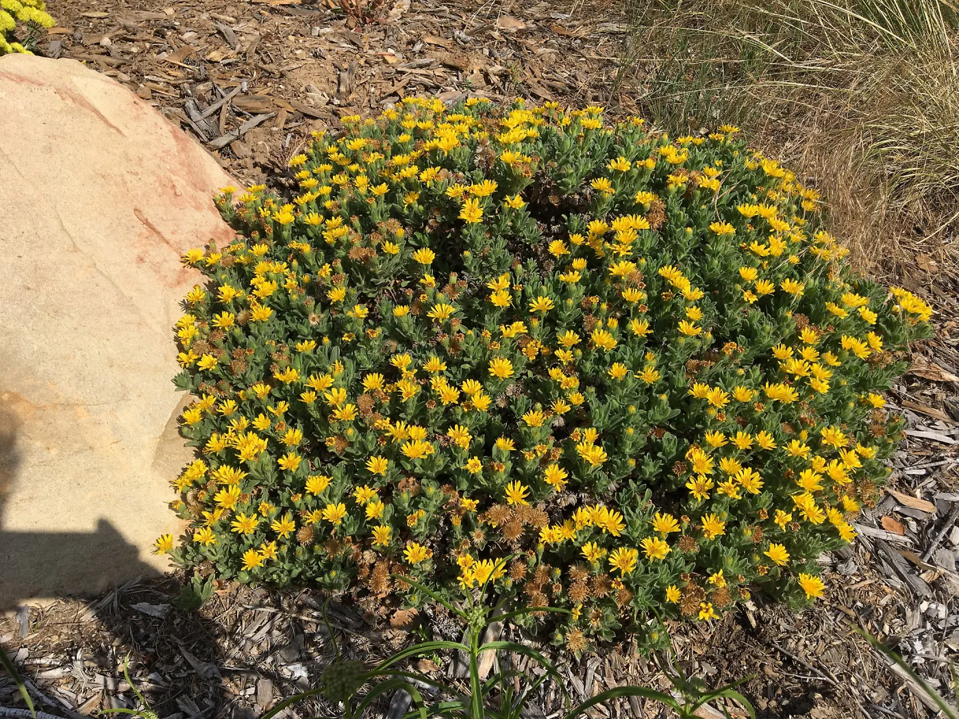Heterothica â€˜San Bruno Mountain' at Peter Schuyler's garden