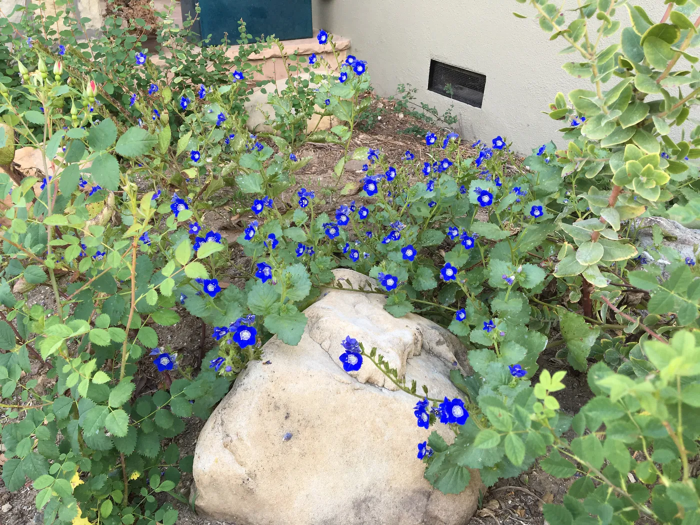 Phacelia at Peter Schuyler's garden