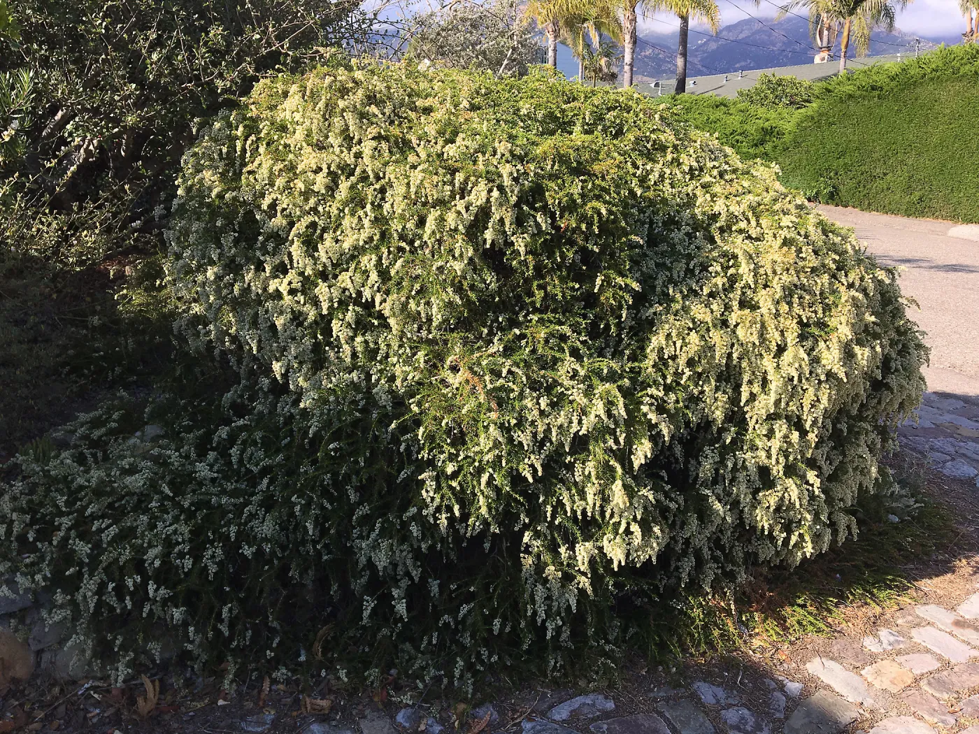 Prostrate Adenostoma fascicularis at Schuyler's garden