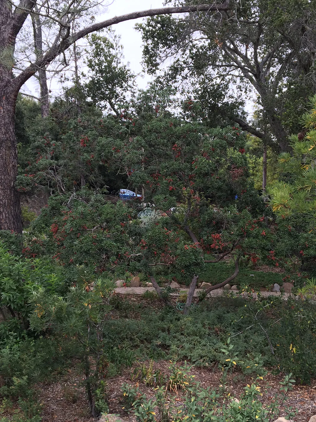 Comarostaphylis in fruit at top of Arroyo