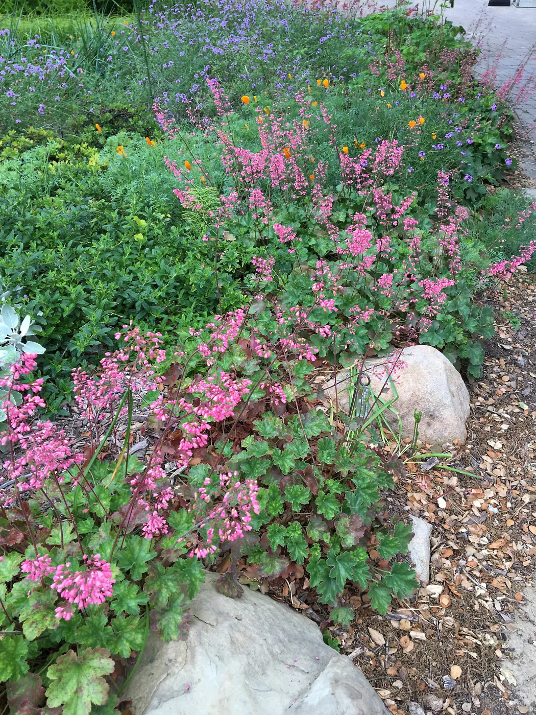 Verbena (Vervain), Heuchera (Coral bells), Eschscholzia (California Poppy) near entrance kisok
