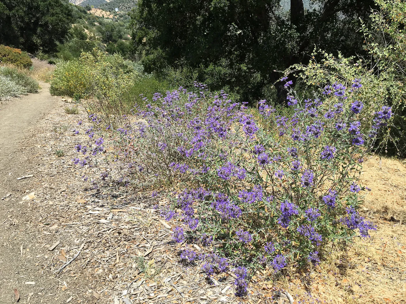 Salvia â€˜Whirley Blue' in A 23 on Porter Trail