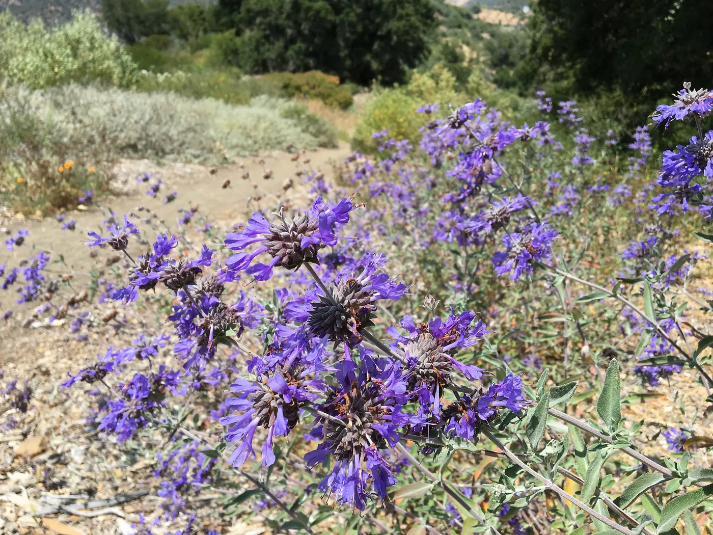 Salvia â€˜Whirly Blue' in A 23 on Porter Trail
