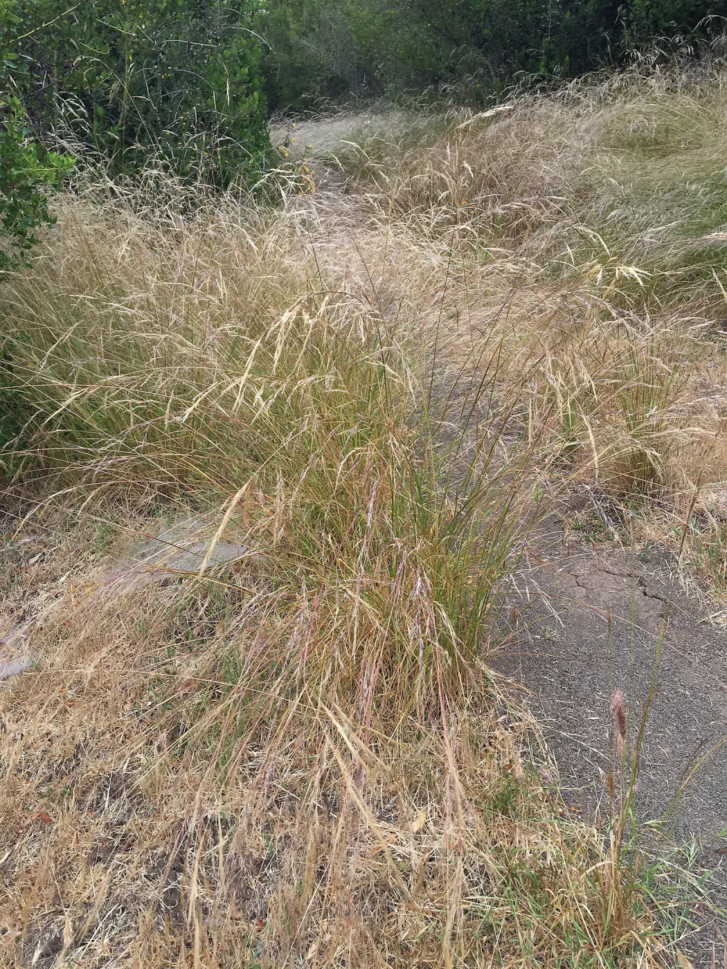 Porter Trail, Nassella lepida