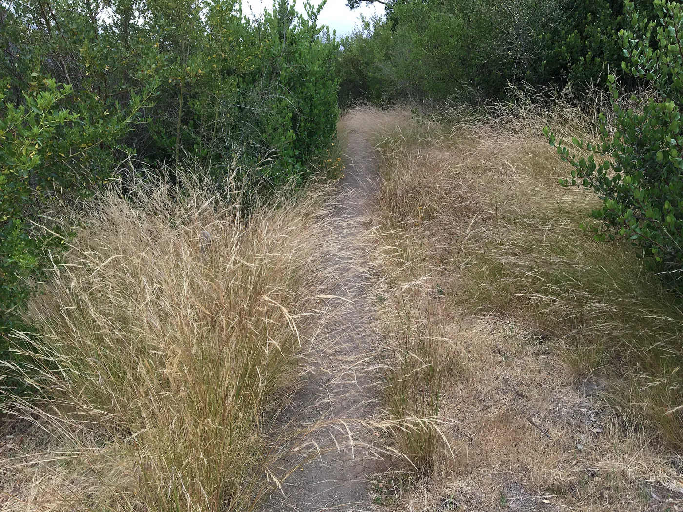 Porter Trail, Nassella lepida