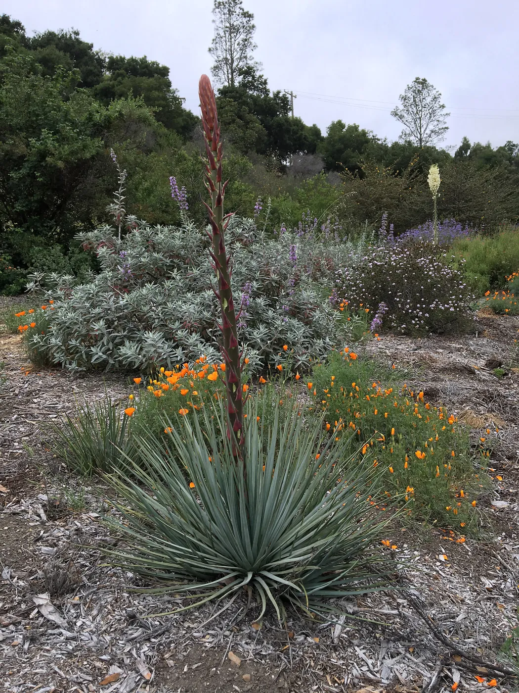 Yucca whipplei at the Tunnel Rd. Triangle