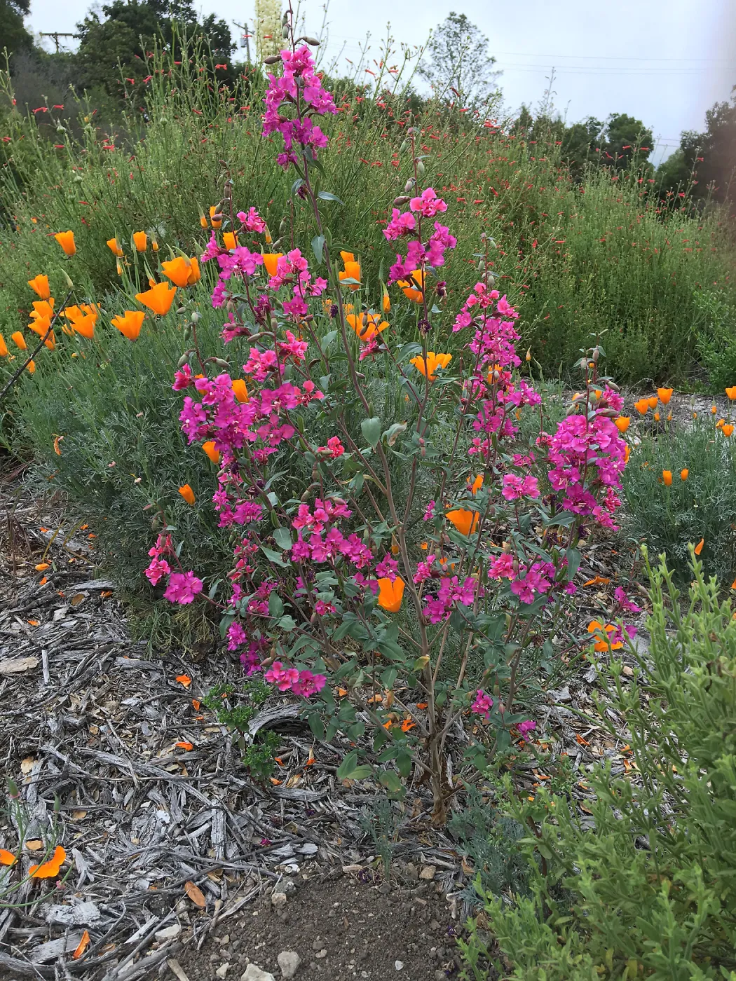 Clarkia unguiculata at the Tunnel Rd Triangle 