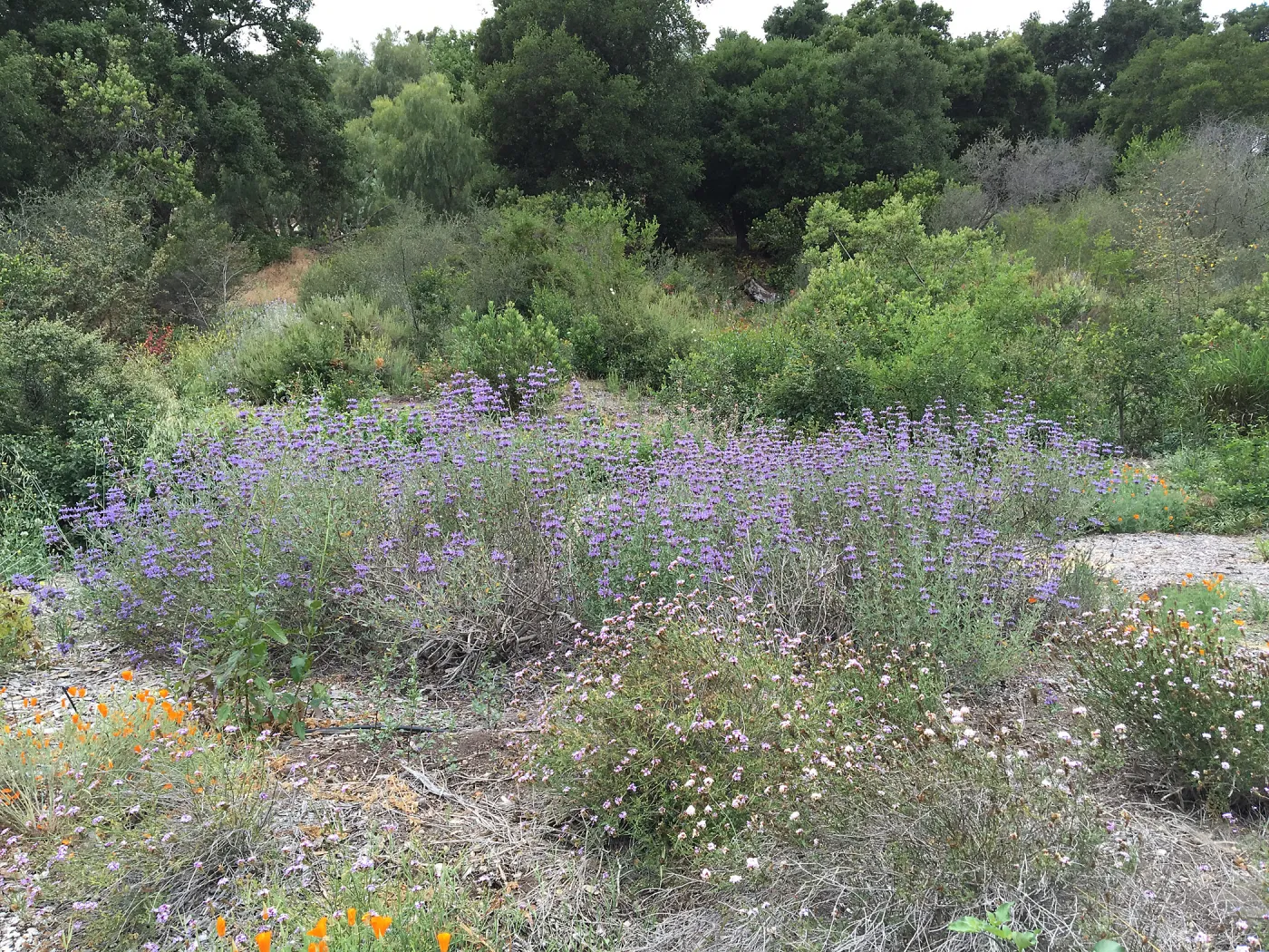 Salvia â€˜Allen Chickering' at Tunnel Rd Triangle