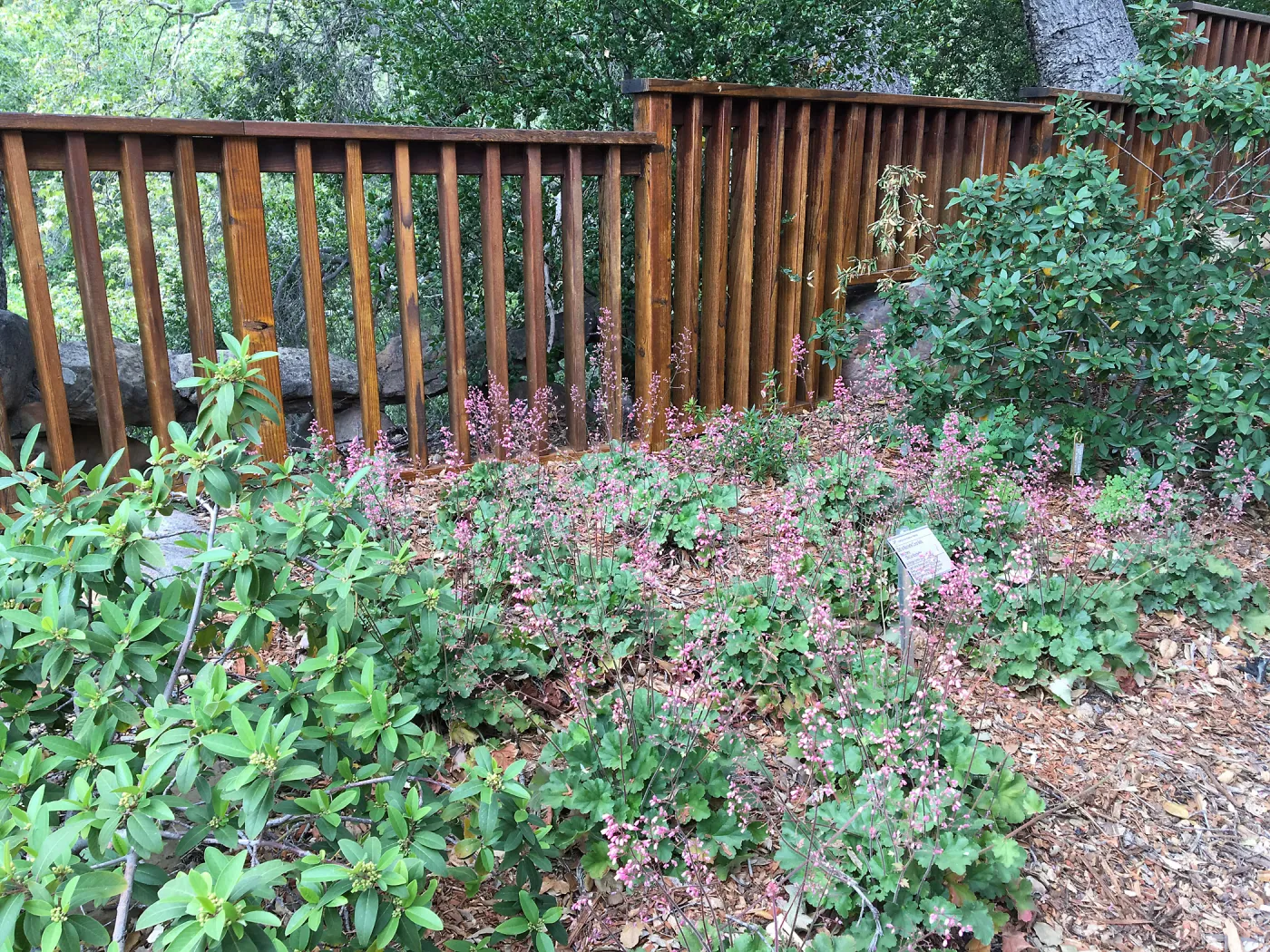 Heuchera â€˜Old La Rochette' at Home Demonstration Garden