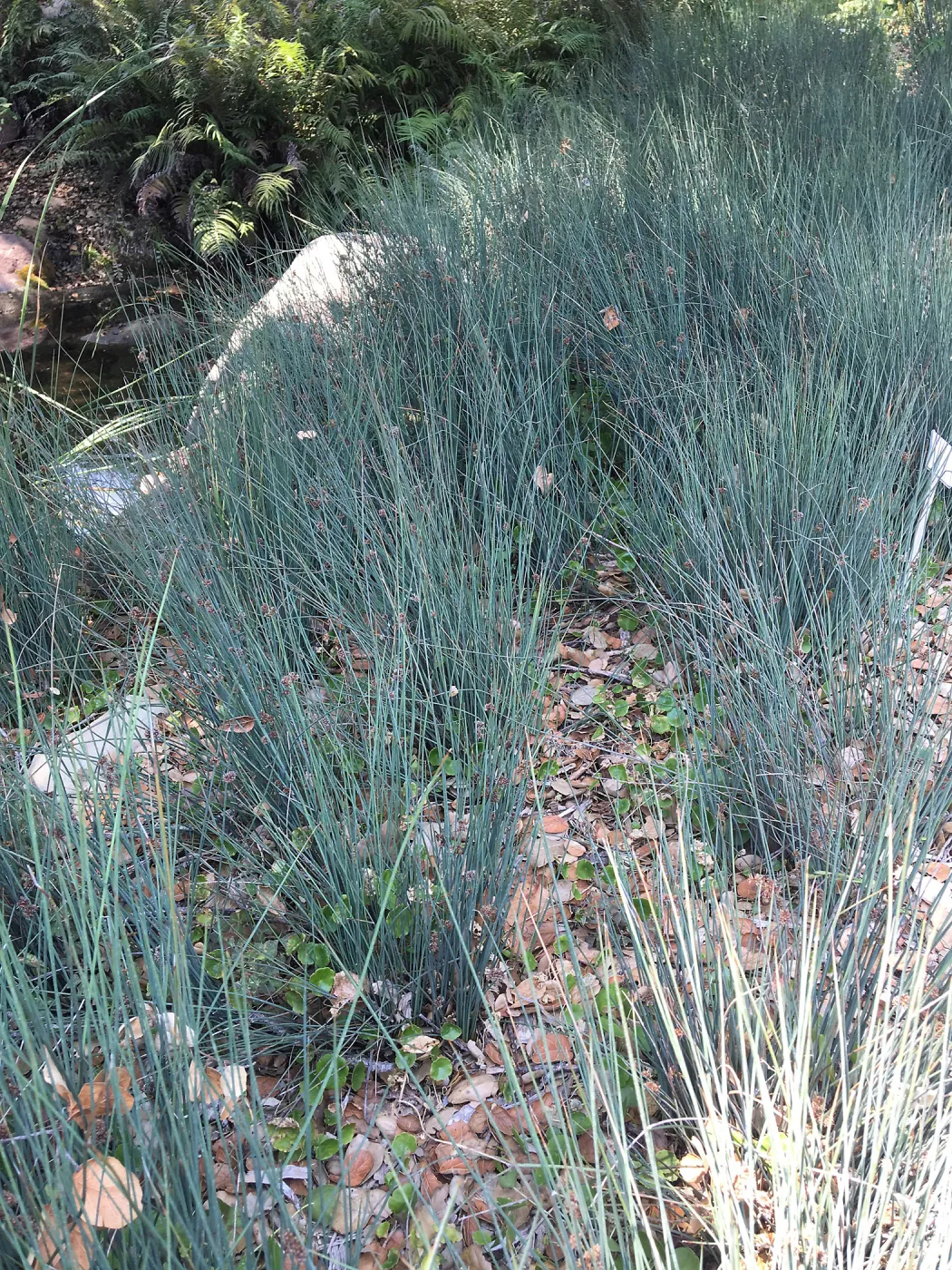 Juncus patens by the Pond