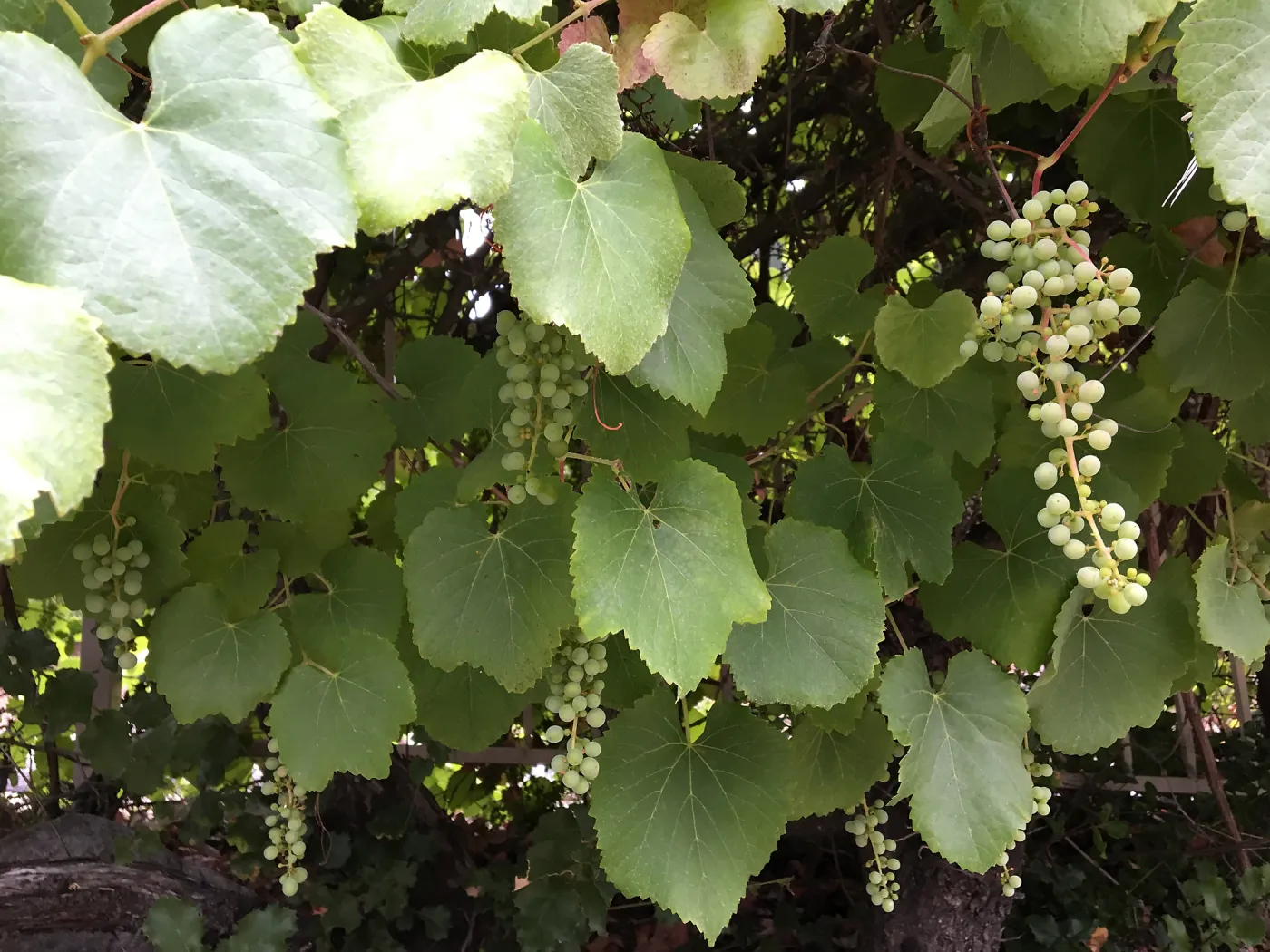 Vitis californica