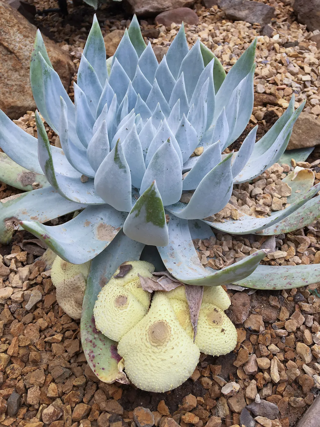 Dudleya (liveforevers) getting too much water