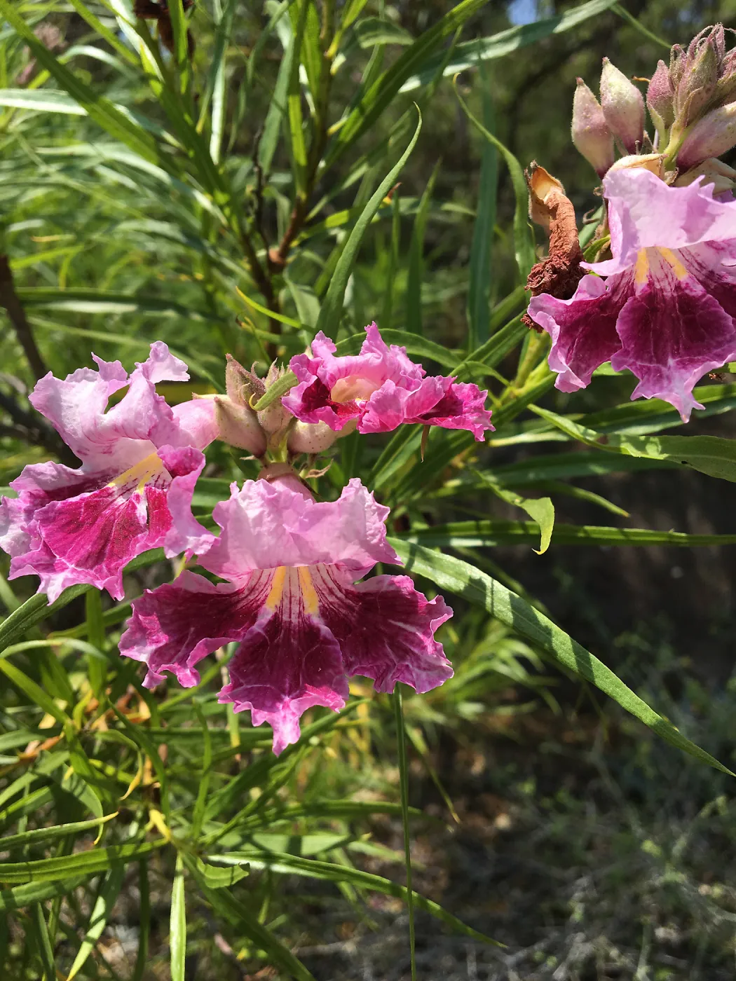 Chilopsis linearis in bloom