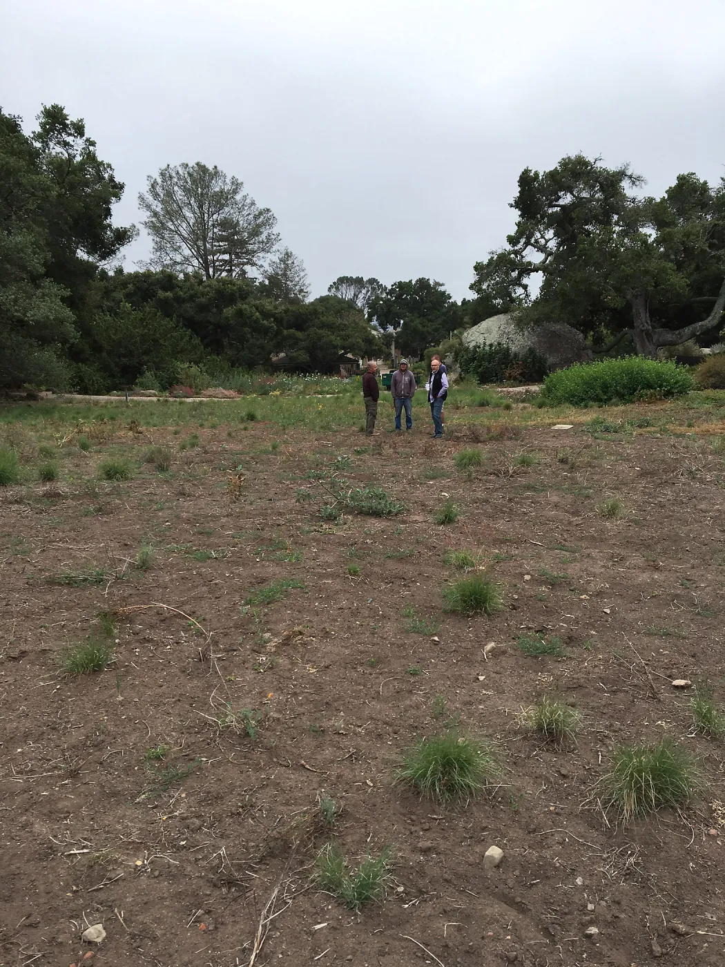 State of the Meadow during Bouteloua establishment