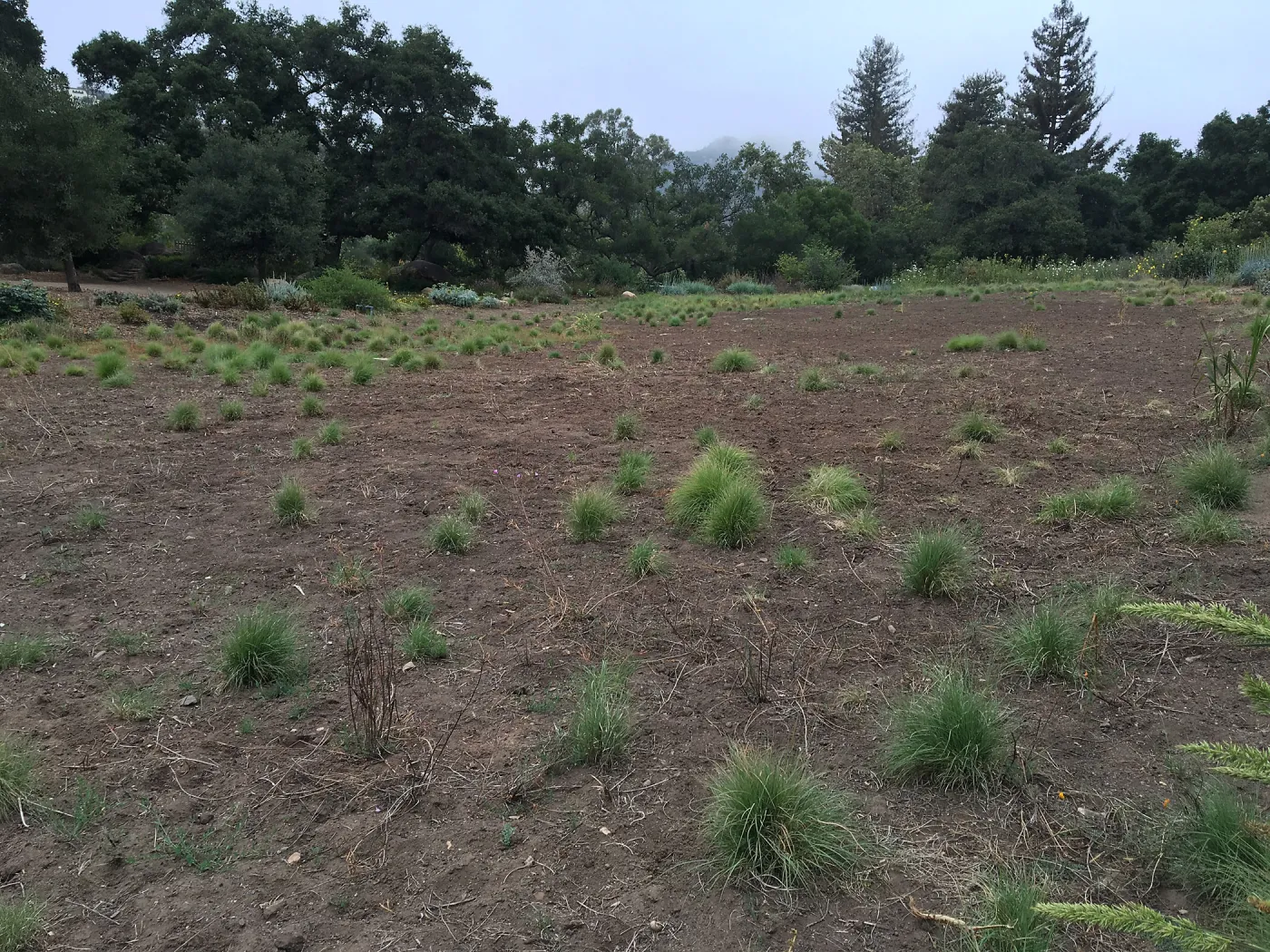 State of the Meadow during Bouteloua establishment