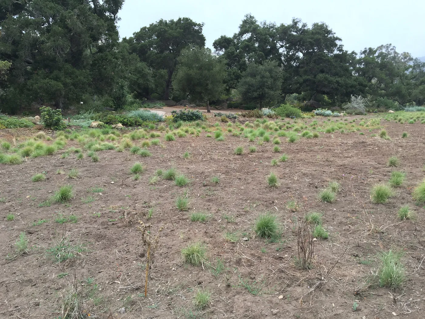 State of the Meadow during Bouteloua establishment