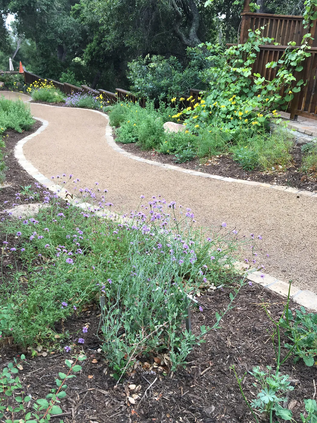 Verbena (Vervain) along new Eco-PaveÂ® path at Home Demonstration Garden